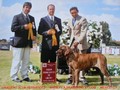 In Memorian - Fila Brasileiro Tigrado - Canil Singular - Podiuns